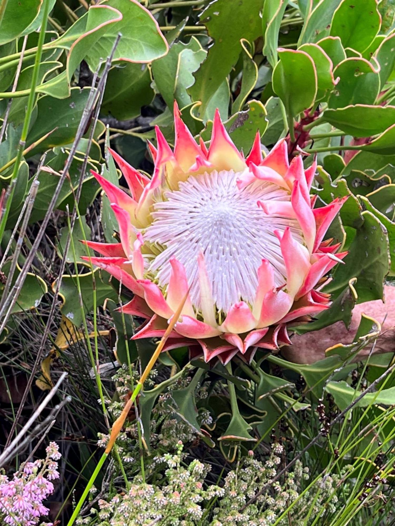 Serenity Self-Catering 2-Bed Unit Hermanus Buitenkant foto
